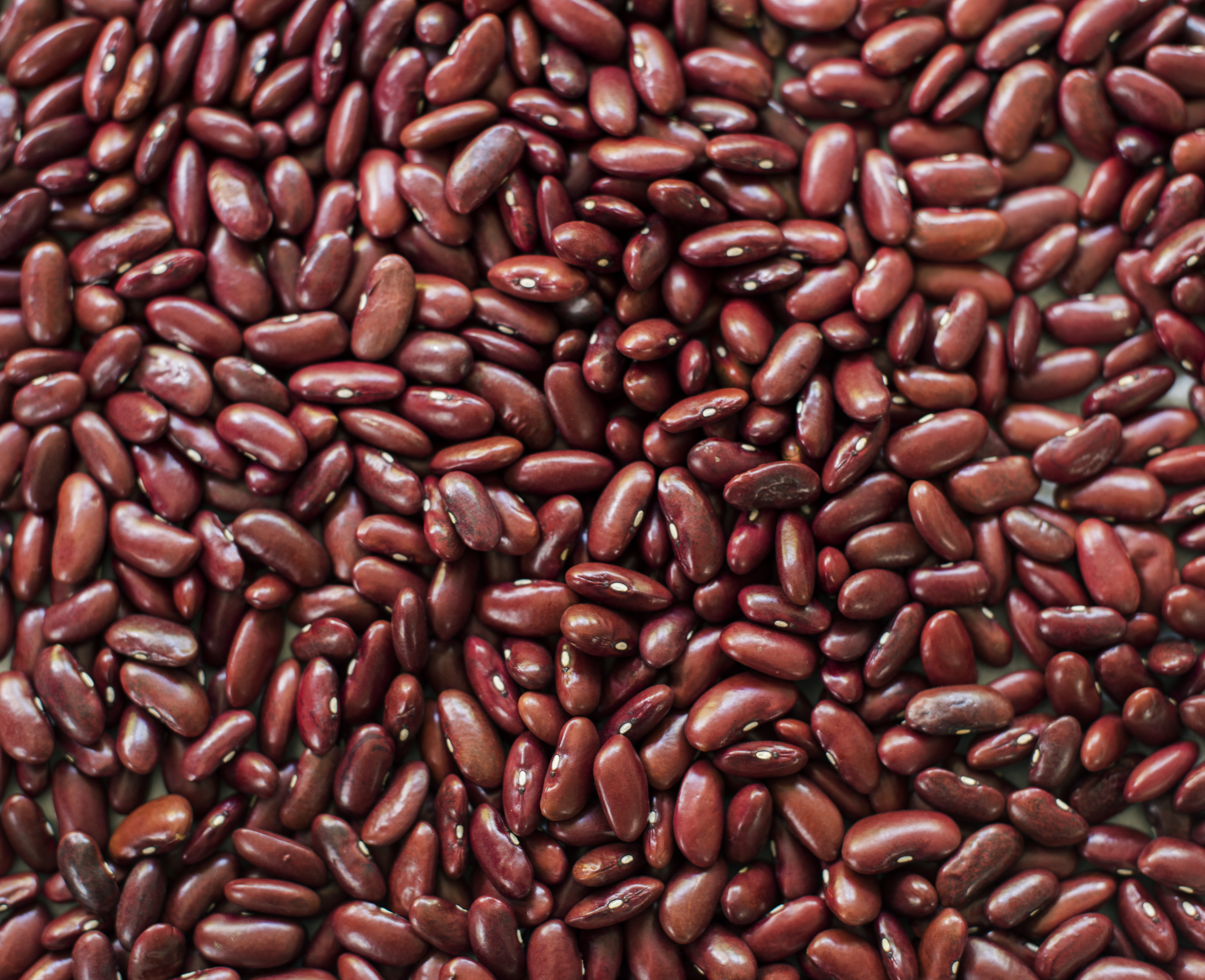 Kacang Merah